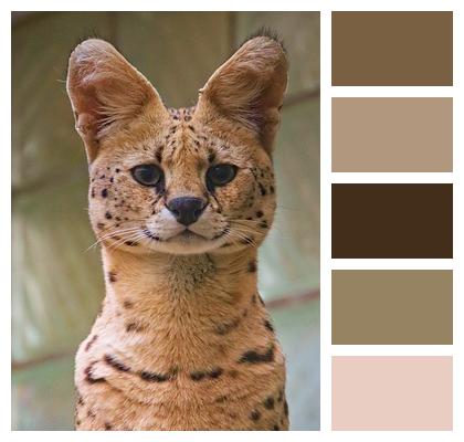 Serval Wildlife Wild Cat Image